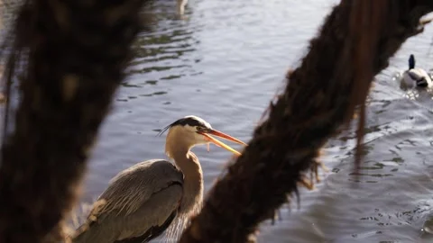 Blue Heron by the ocean on rocks Stock Footage 240312577