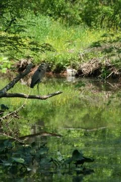 Blue Heron Stock Photos