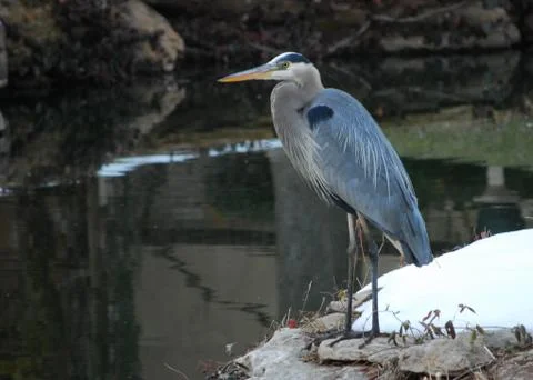 Blue Heron Stock Photos