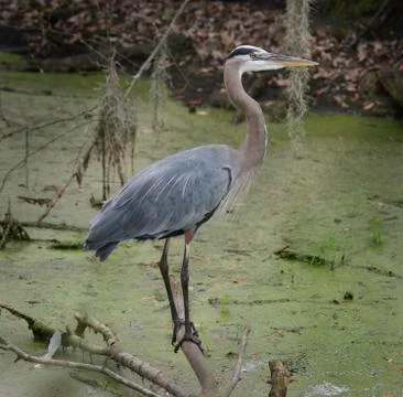 Blue heron Stock Photos