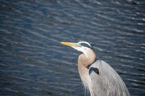 Blue Heron Stock Photos