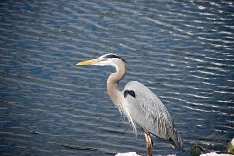 Blue Heron Stock Photos