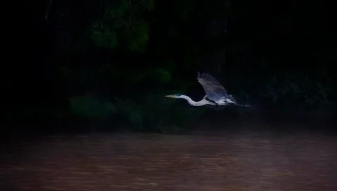 Blue heron 写真素材