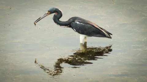 Blue Heron 库存照片
