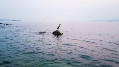 Blue Heron 库存照片