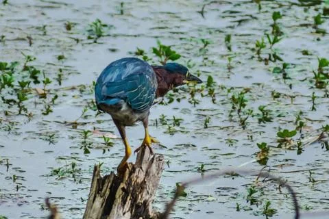 Blue heron 库存照片