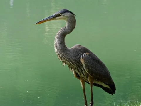 Blue Heron 库存照片