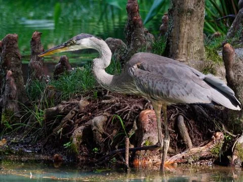 Blue Heron 库存照片