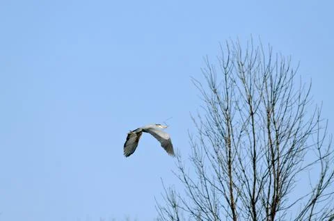 Blue heron Stock Photos