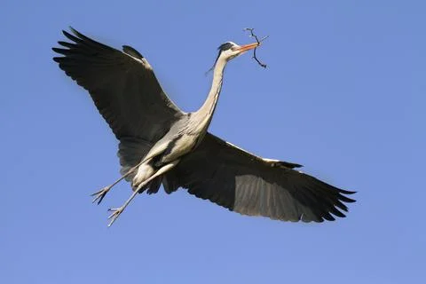 Blue heron Stock Photos