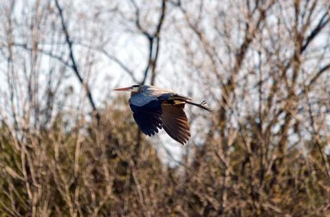 Blue heron Stock Photos