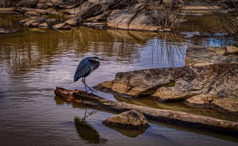 Blue Heron Stock Photos