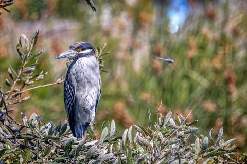 A Blue Heron Stock Photos