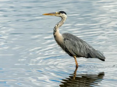 Blue heron Stock Photos