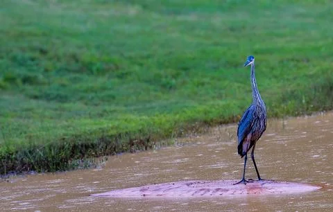 Blue Heron Posing Stock-Fotos