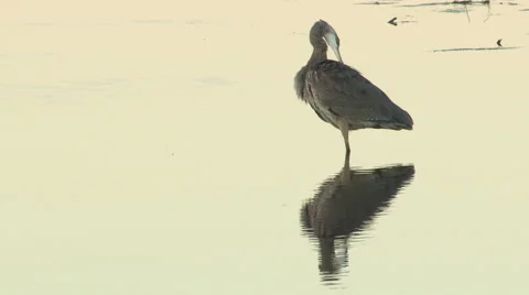 Blue Heron Pruning in Shallow Water Stock Footage 54681375