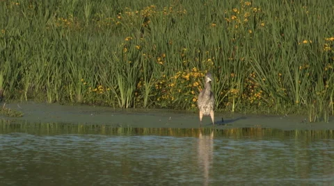 Blue Heron Pruning in Shallow Water Stock Footage 54688443
