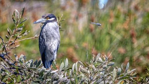 Blue Heron resting Stock Photos