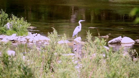 Blue Heron On River Stock Footage 106447067