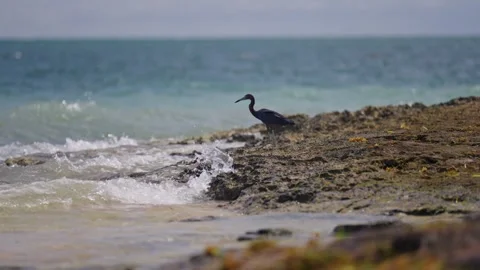 Blue Heron on the rocks on the beach wild tropical island bird flying feeding Stock Footage 288038355