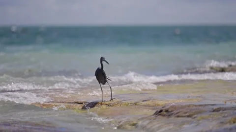Blue Heron on the rocks on the beach wild tropical island bird flying feeding Stock Footage 288038357