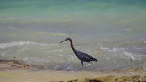 Blue Heron on the rocks on the beach wild tropical island bird flying feeding Stock Footage 288038360