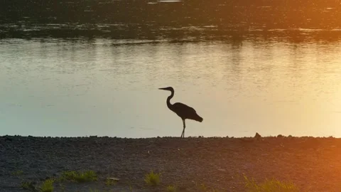 Blue Heron Silhouette at Sunset, Des Moines River – Madrid Iowa Stock Footage 246955352