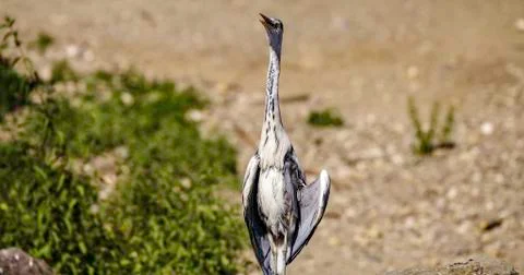 Blue heron singing Foto stock