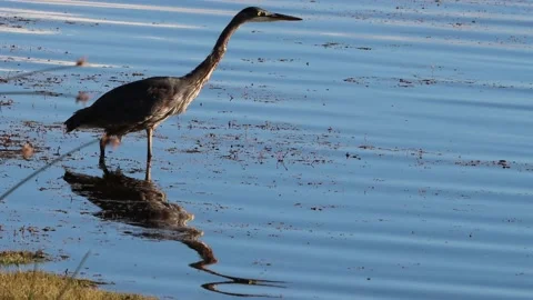 Blue Heron Stalking Fish Stock Footage 182630243