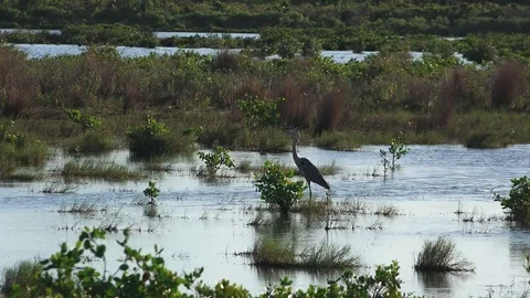 Blue Heron Standing 動画素材 77410346