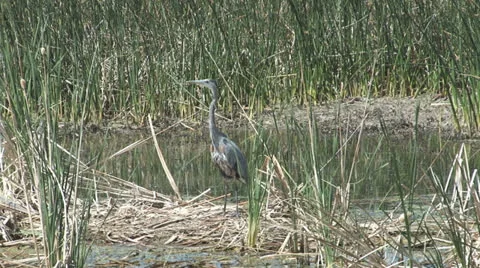 Blue Heron standing in the Marsh Stock Footage 24867018