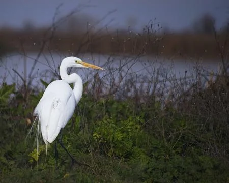 Blue Heron Standing Stock Photos