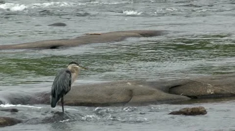 Blue heron standing in shallow water on river rock Stock Footage 11060011