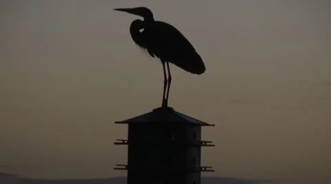 Blue heron at sunset Stock Footage 10735750