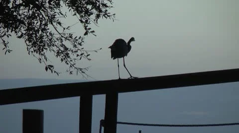 Blue heron at sunset Stock Footage 10735797