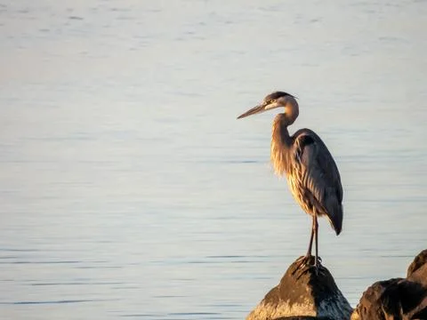 Blue Heron at sunset Stock Photos