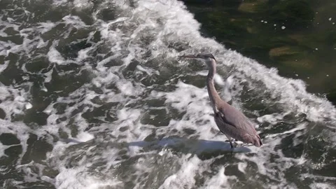 Blue Heron takes flight. 스톡 동영상 274073222