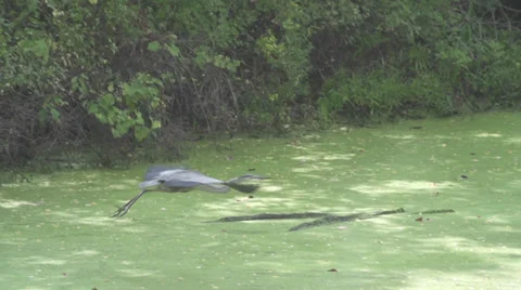 Blue Heron Takes Off Fly Super Slow Motion 240fps Video stock 31246875