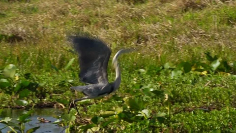 Blue heron takes off Stock Footage 98213816