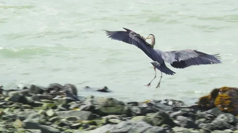 Blue Heron Taking Flight from Rocky Shore zoom in Stock Footage 40321097