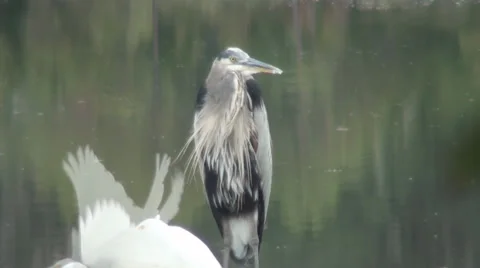 Blue Heron Taking Flight With Two Egrets Stockbeeldmateriaal 33689749
