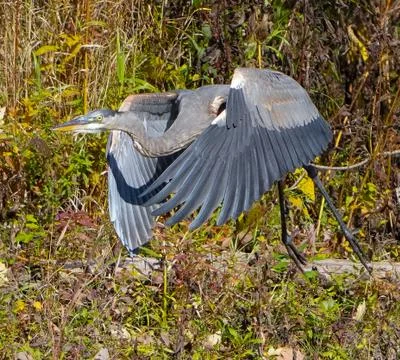 Blue heron taking off Stock Photos
