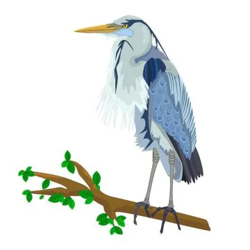 Blue Heron on tree branch isolated on white background. Stock Illustration