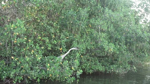 Blue Heron in Trees 動画素材 77417266