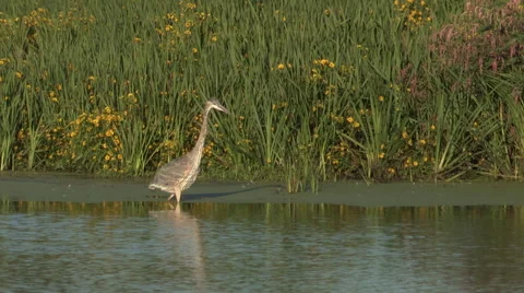 Blue Heron Trying to Catch a Fish but Misses Stock Footage 54683478