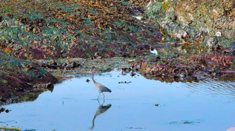 Blue Heron wading through Ocean Water Stock Footage 38937191