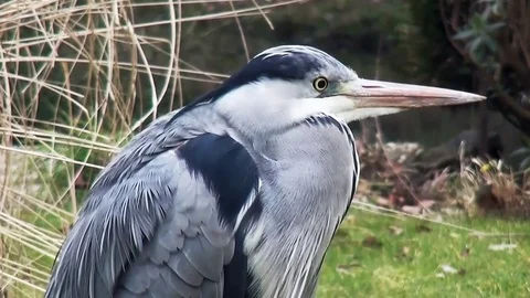 Blue Heron waiting for fish. Video stock 83261693
