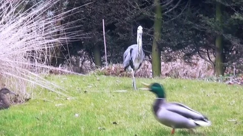 Blue Heron walking to the camera. Stock Footage 83261851