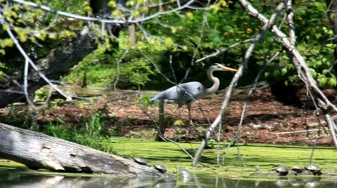 Blue Heron walking past turtles Vidéo 479502