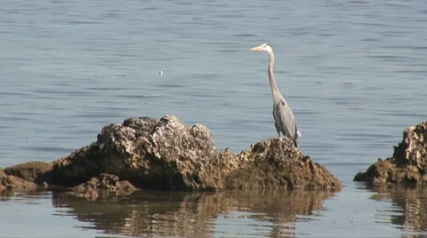 Blue heron in waters Video stock 7136703